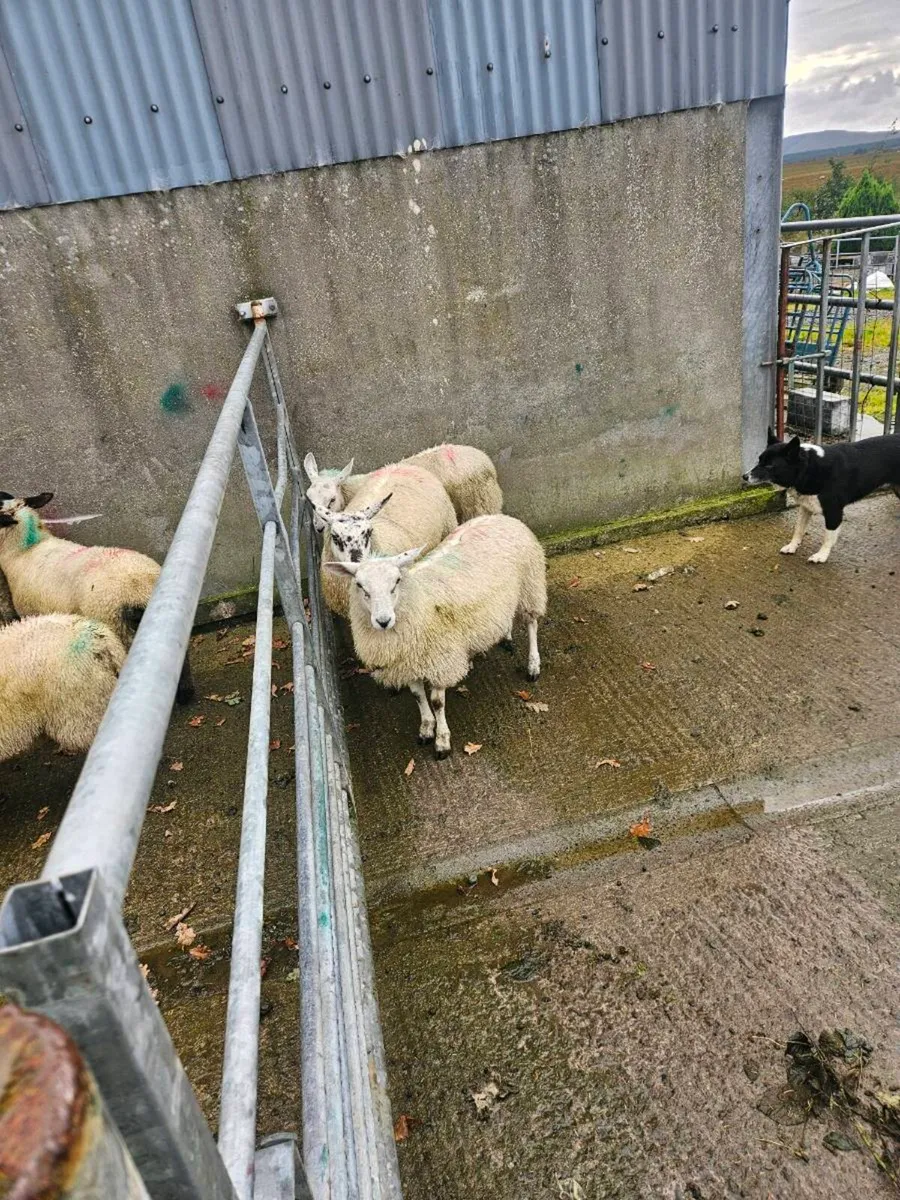 Ewe lambs - Image 3
