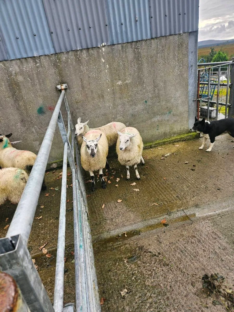 Ewe lambs - Image 4
