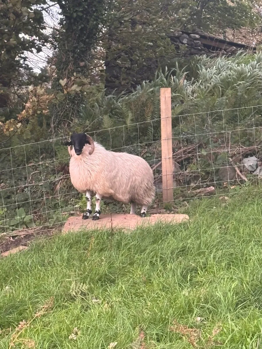 Perth ram lamb