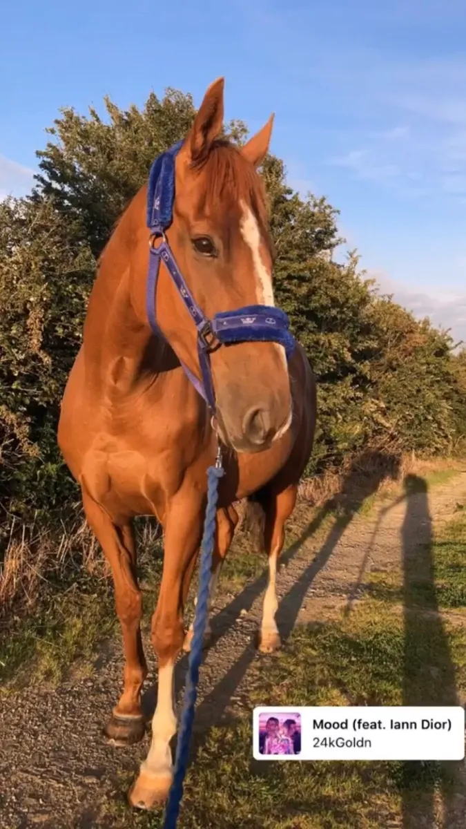 16.2 TB Gelding - Image 2