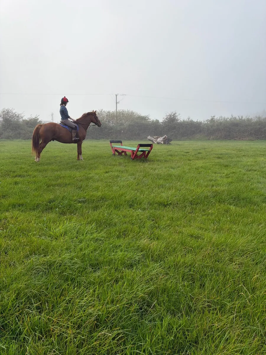 16.2 TB Gelding - Image 3