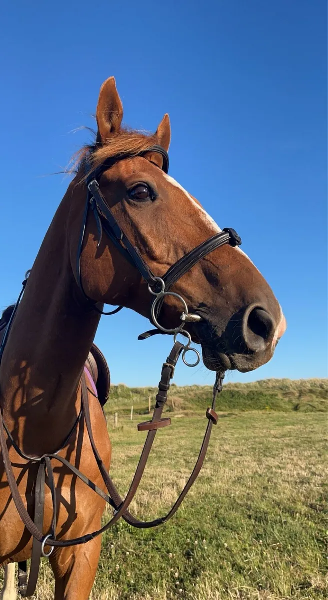 16.2 TB Gelding - Image 4