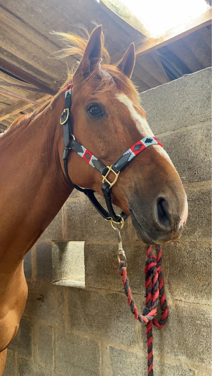 16.2 TB Gelding - Image 1