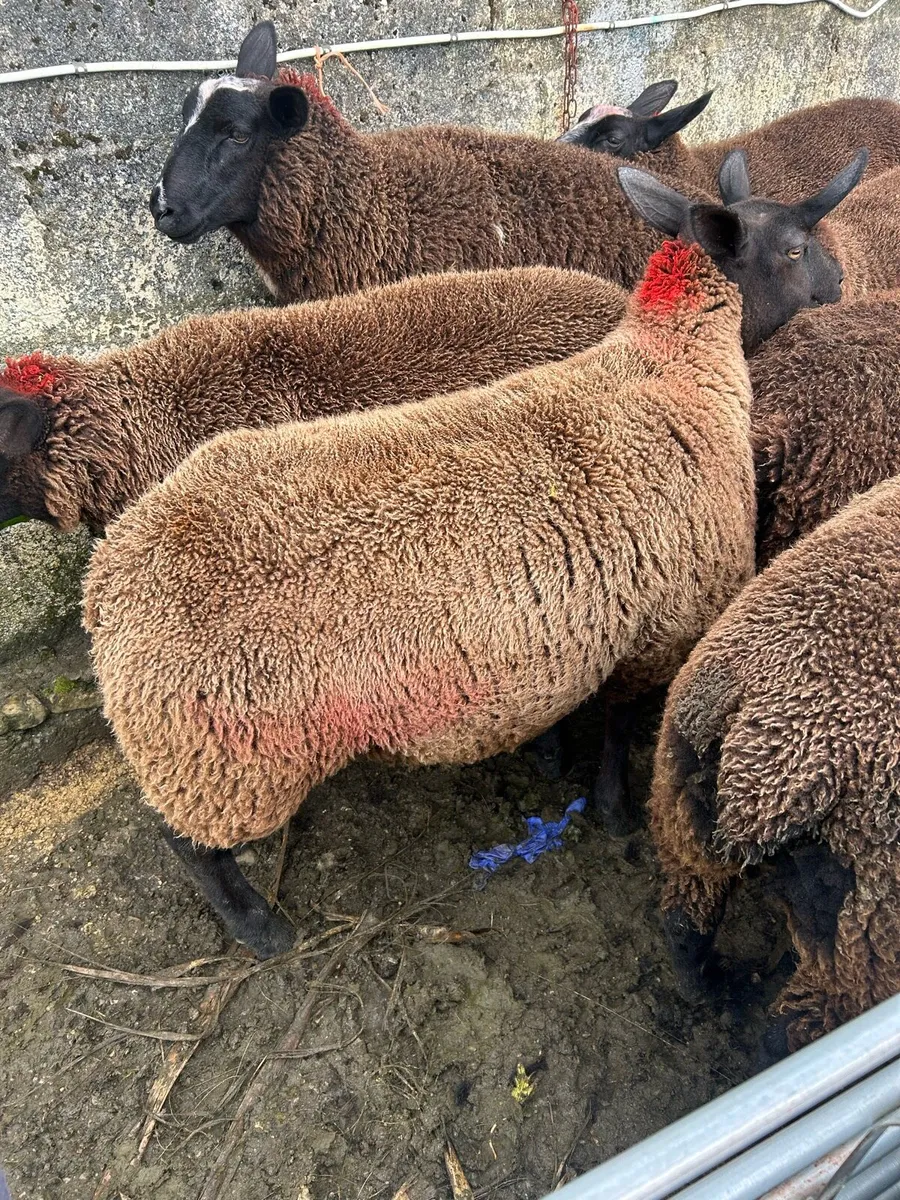 Organic Ewe Lambs - Image 1