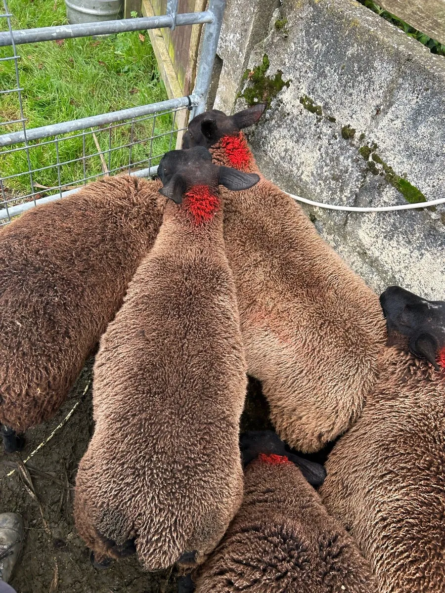 Organic Ewe Lambs - Image 2