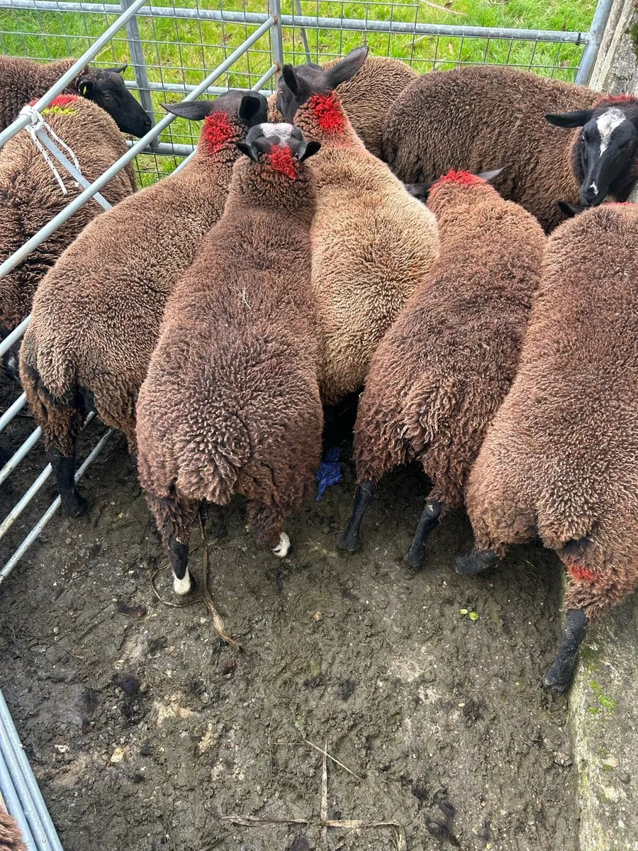 Organic Ewe Lambs - Image 3