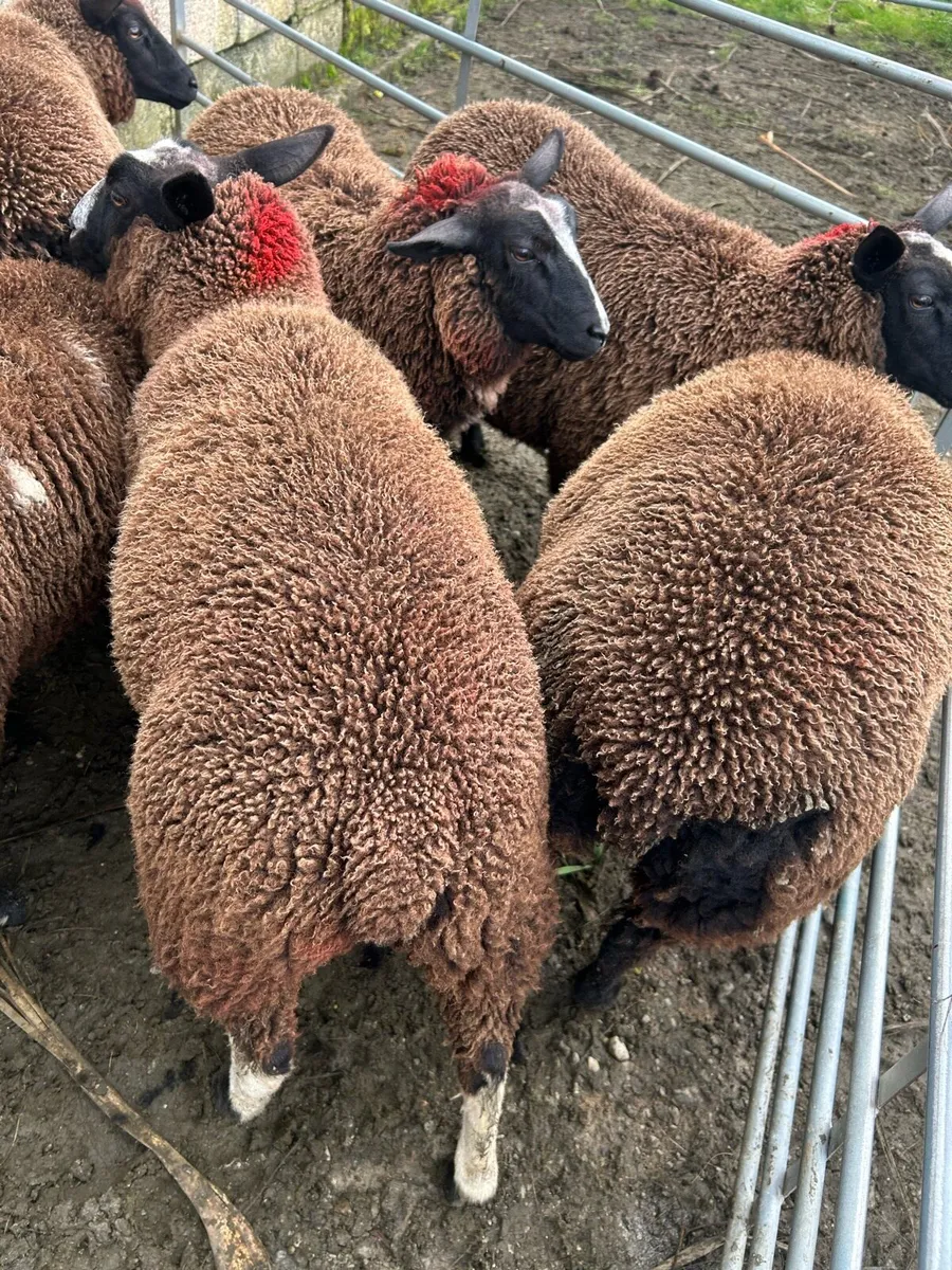 Organic Ewe Lambs - Image 4