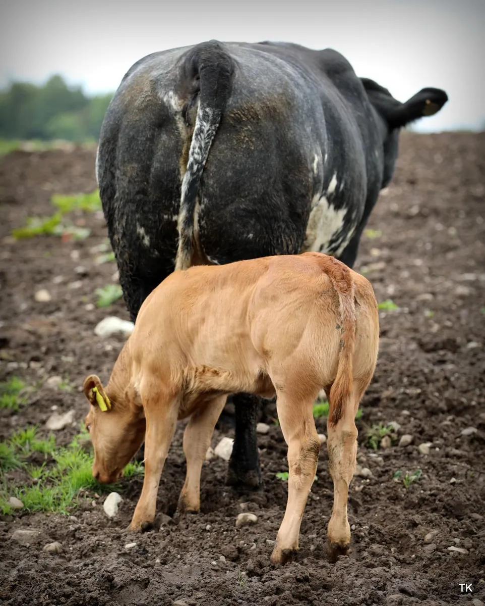 Ryan Burnside's Calved Heifer Sale - Image 4