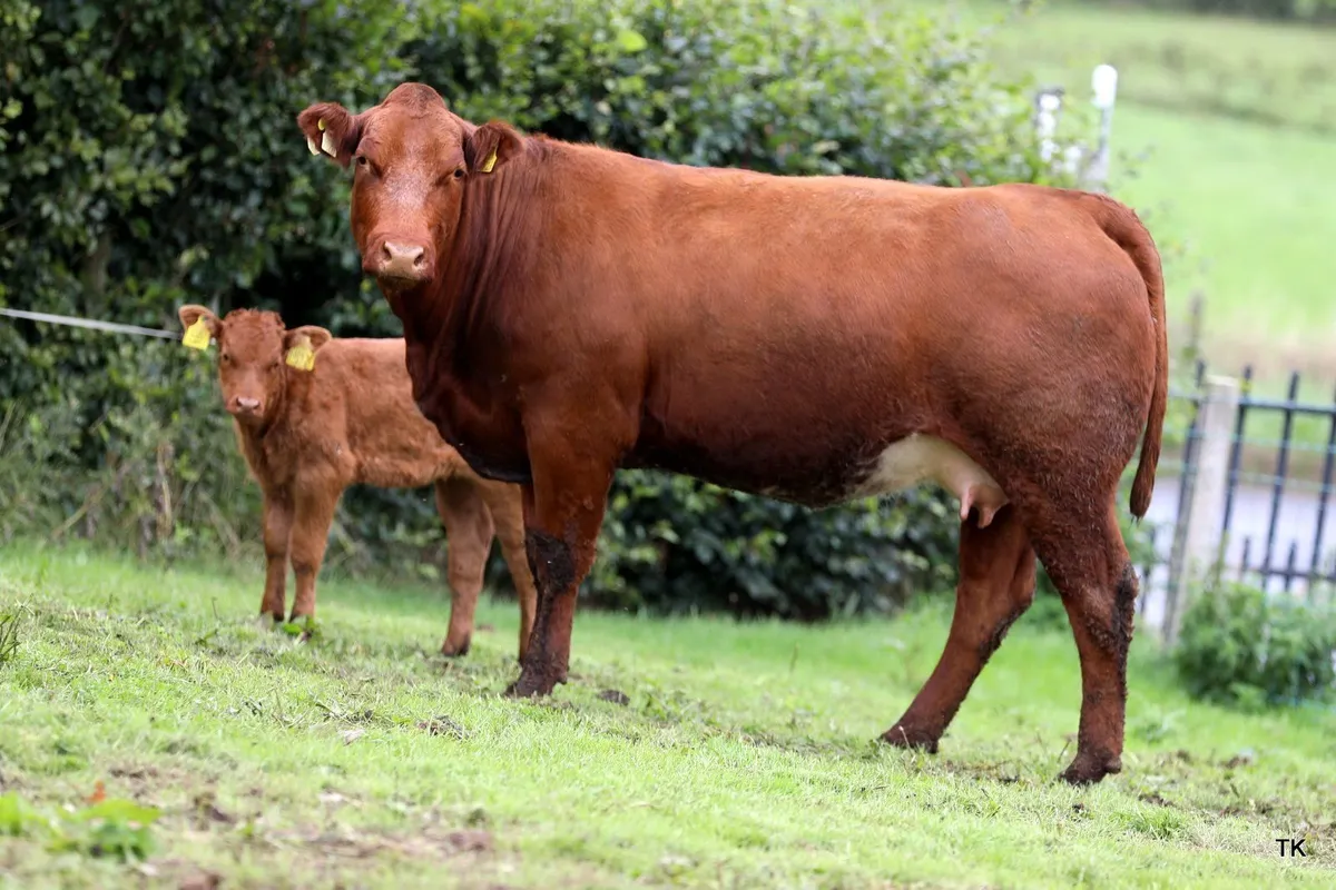 Ryan Burnside's Calved Heifer Sale - Image 2
