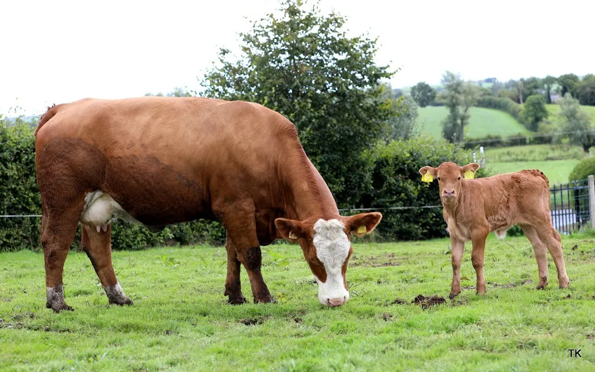 Ryan Burnside's Calved Heifer Sale - Image 3