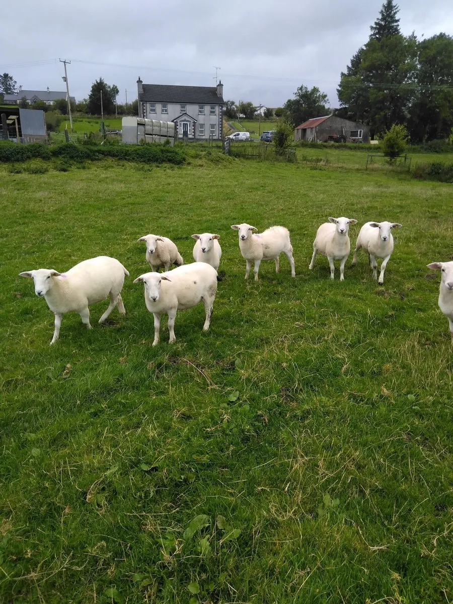 Easycare sheep - Image 1