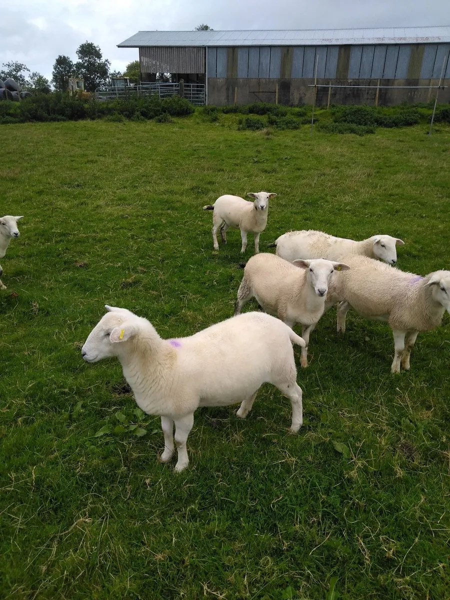Easycare sheep - Image 2