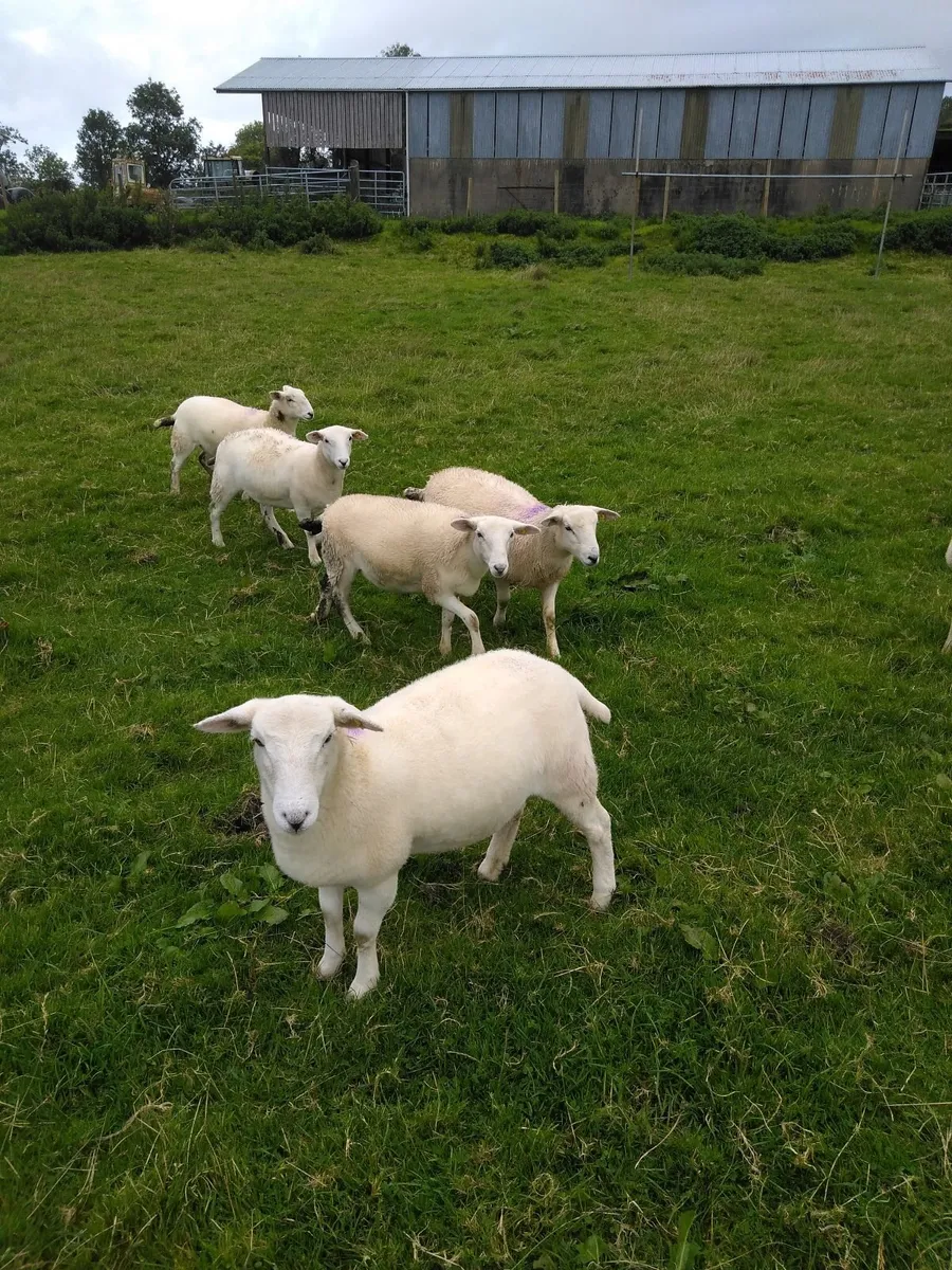 Easycare sheep - Image 4