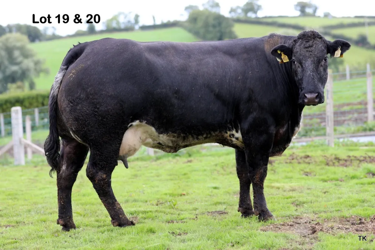 Ryan Burnside's Calved Heifer Sale - Image 1