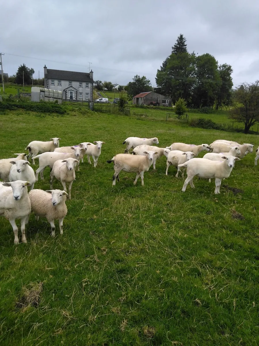Easycare sheep - Image 3
