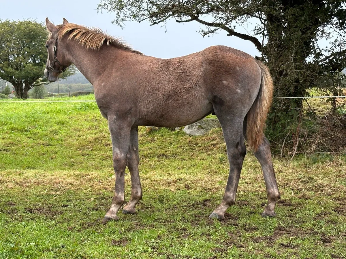 Irish Draught colt foal - Image 4