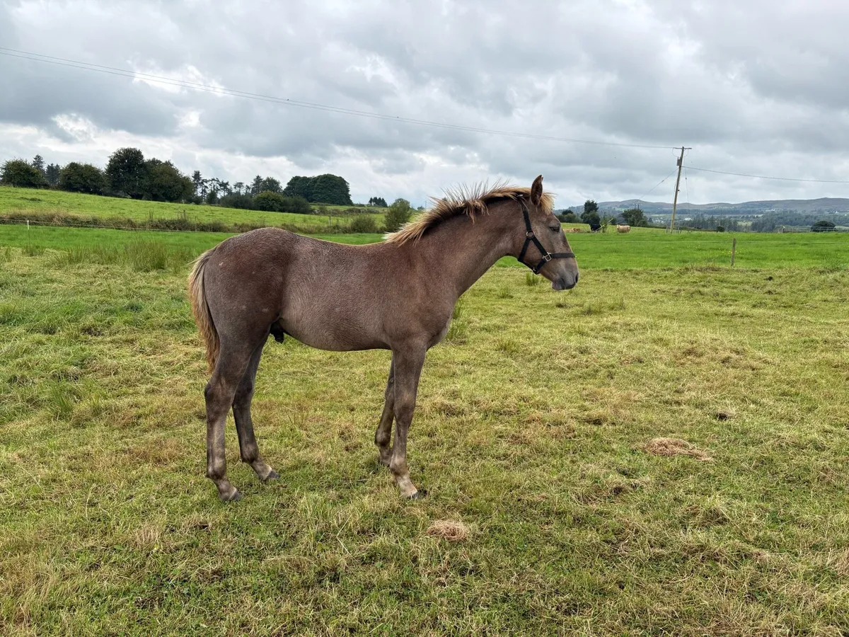 Irish Draught colt foal - Image 3