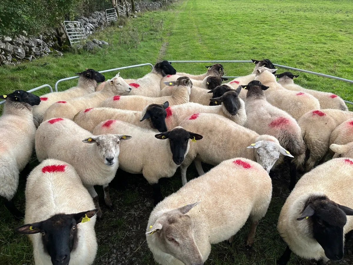 Ewe hoggets - Image 1