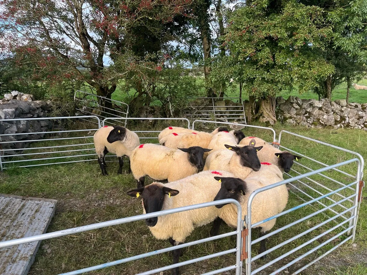 Ewe hoggets - Image 4