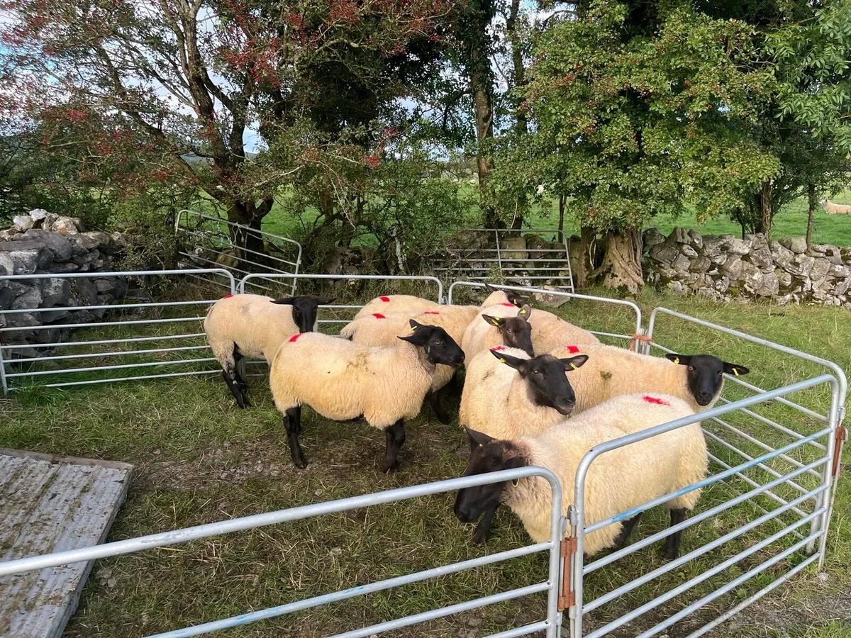 Ewe hoggets - Image 4