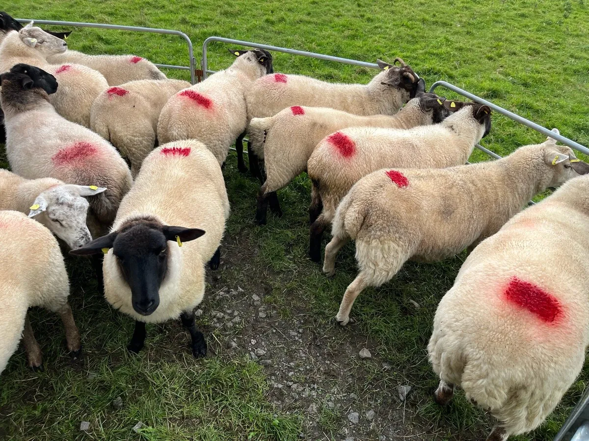 Ewe hoggets - Image 3