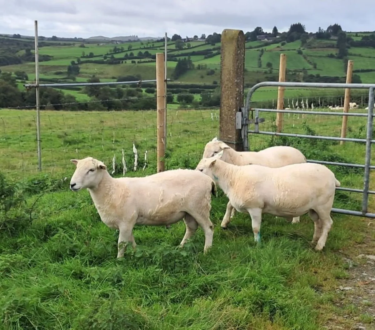 Easycare sheep - Image 2