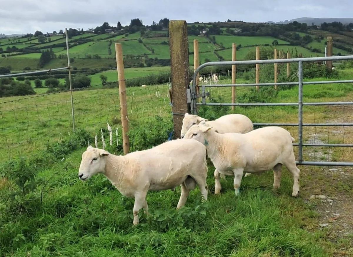 Easycare sheep - Image 1
