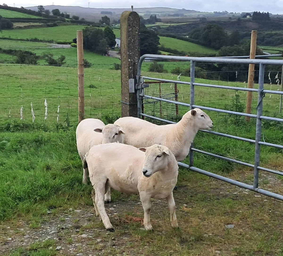 Easycare sheep - Image 3
