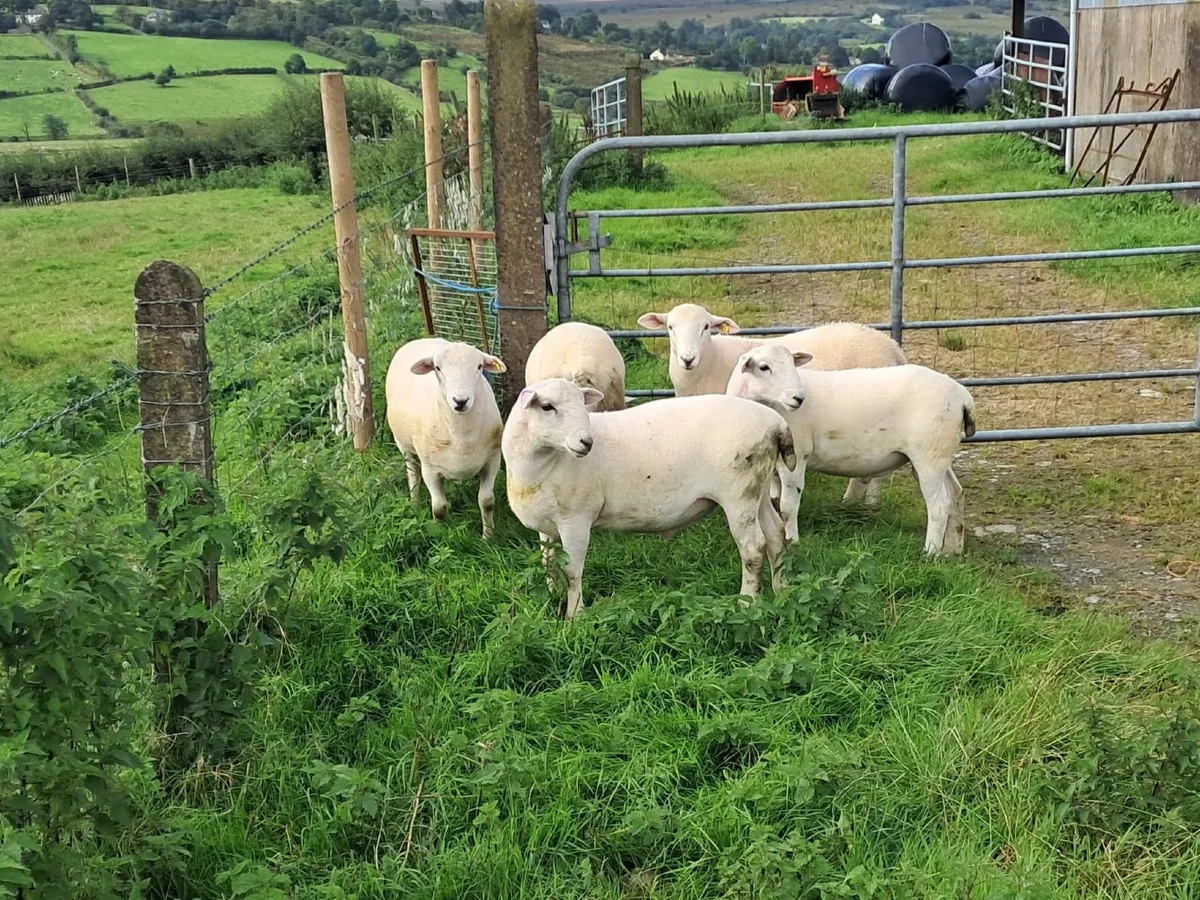 Easycare sheep - Image 2