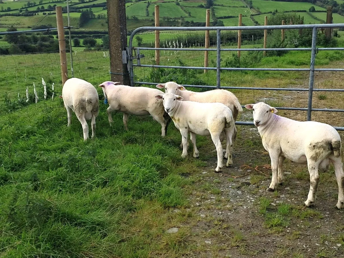 Easycare sheep - Image 3