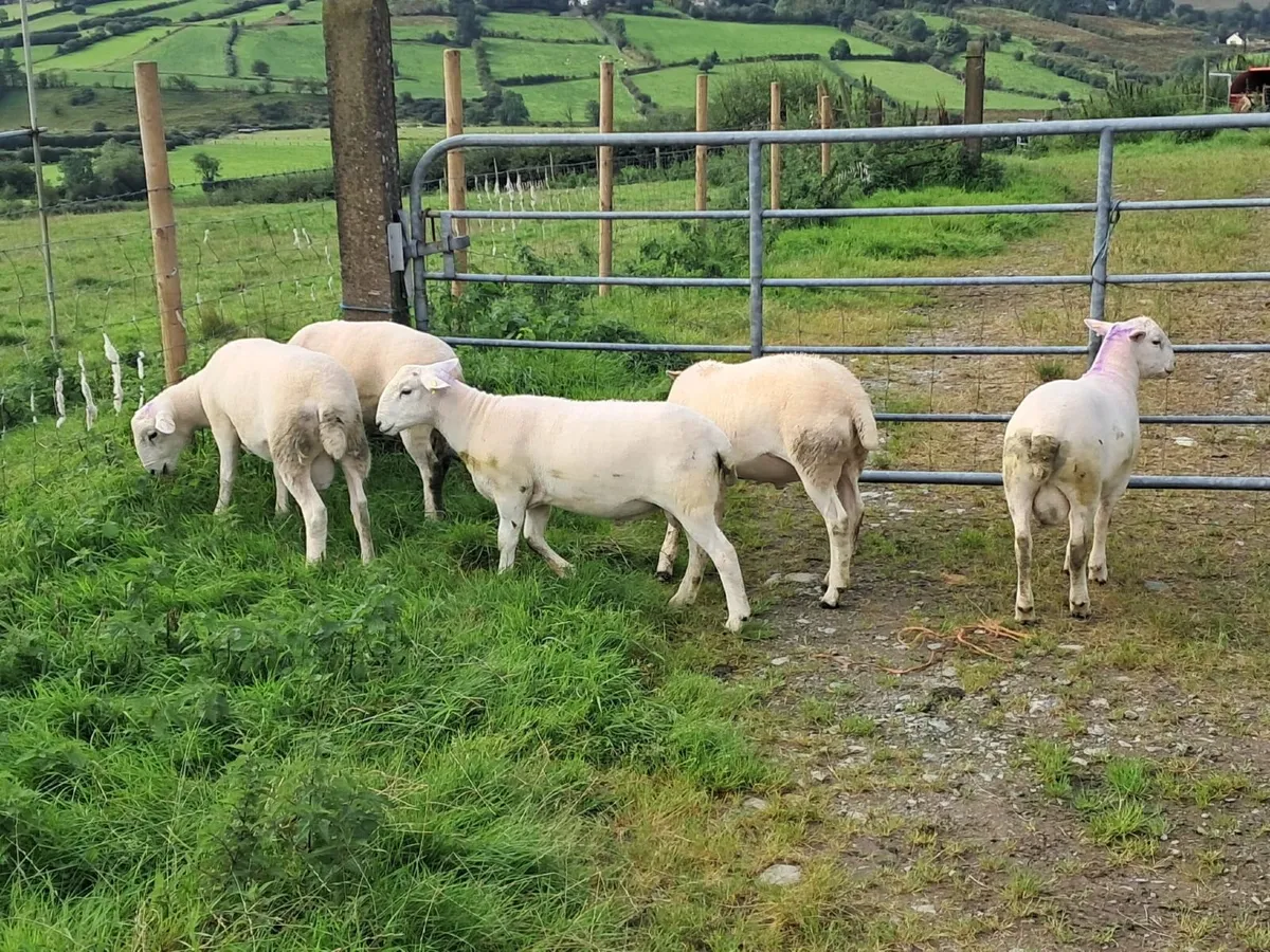Easycare sheep - Image 4