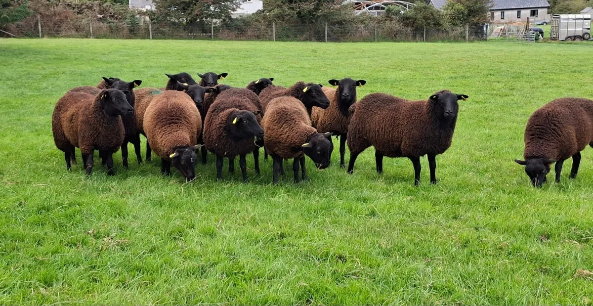 Ewe Lambs - Image 2