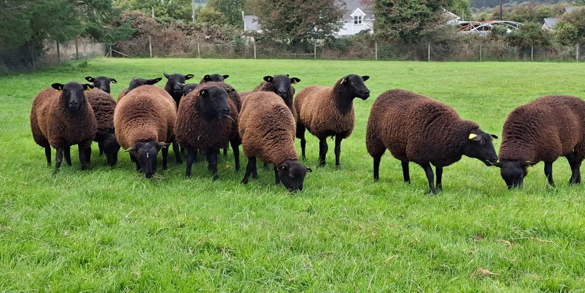Ewe Lambs - Image 3