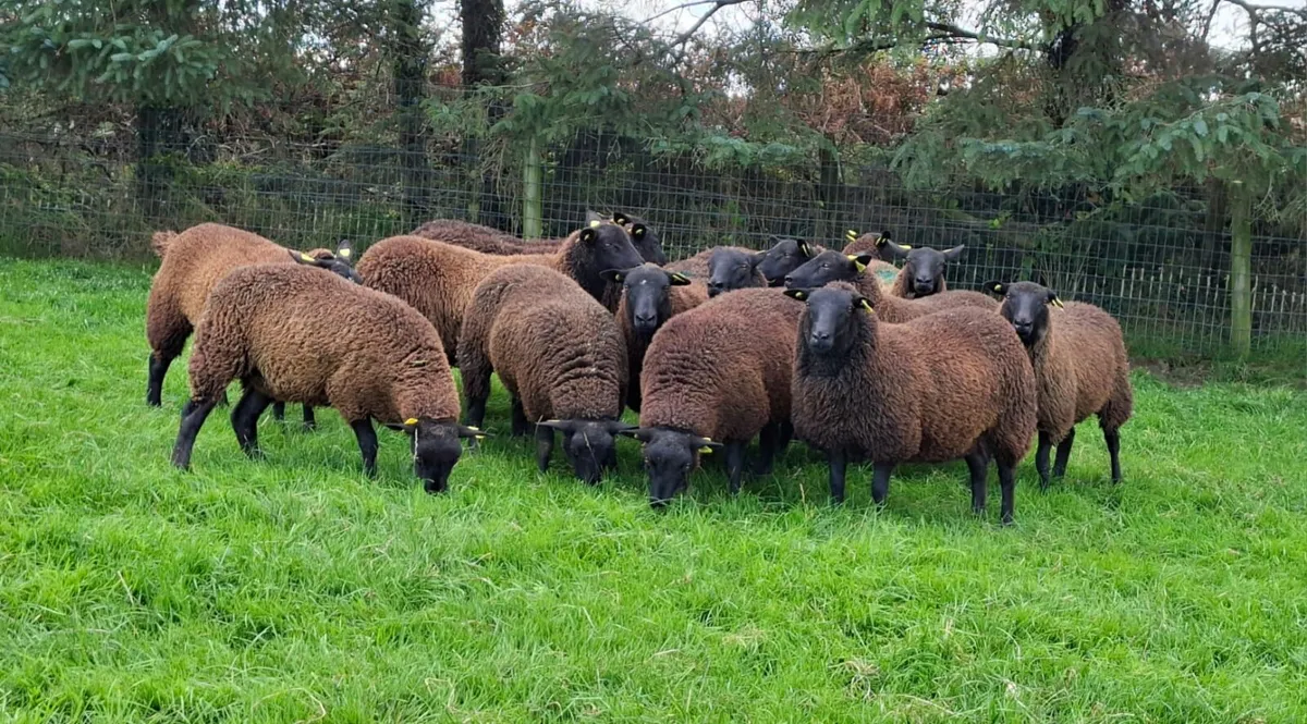 Ewe Lambs - Image 4