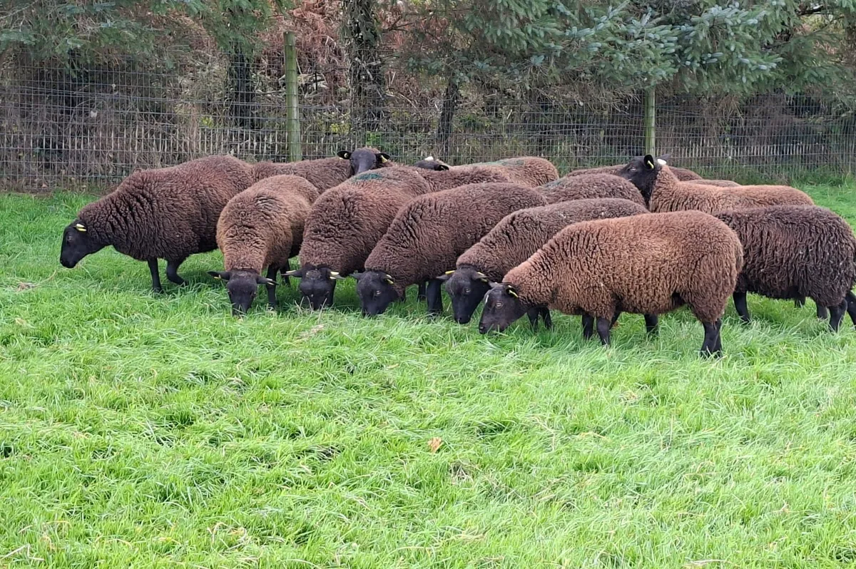 Ewe Lambs - Image 1