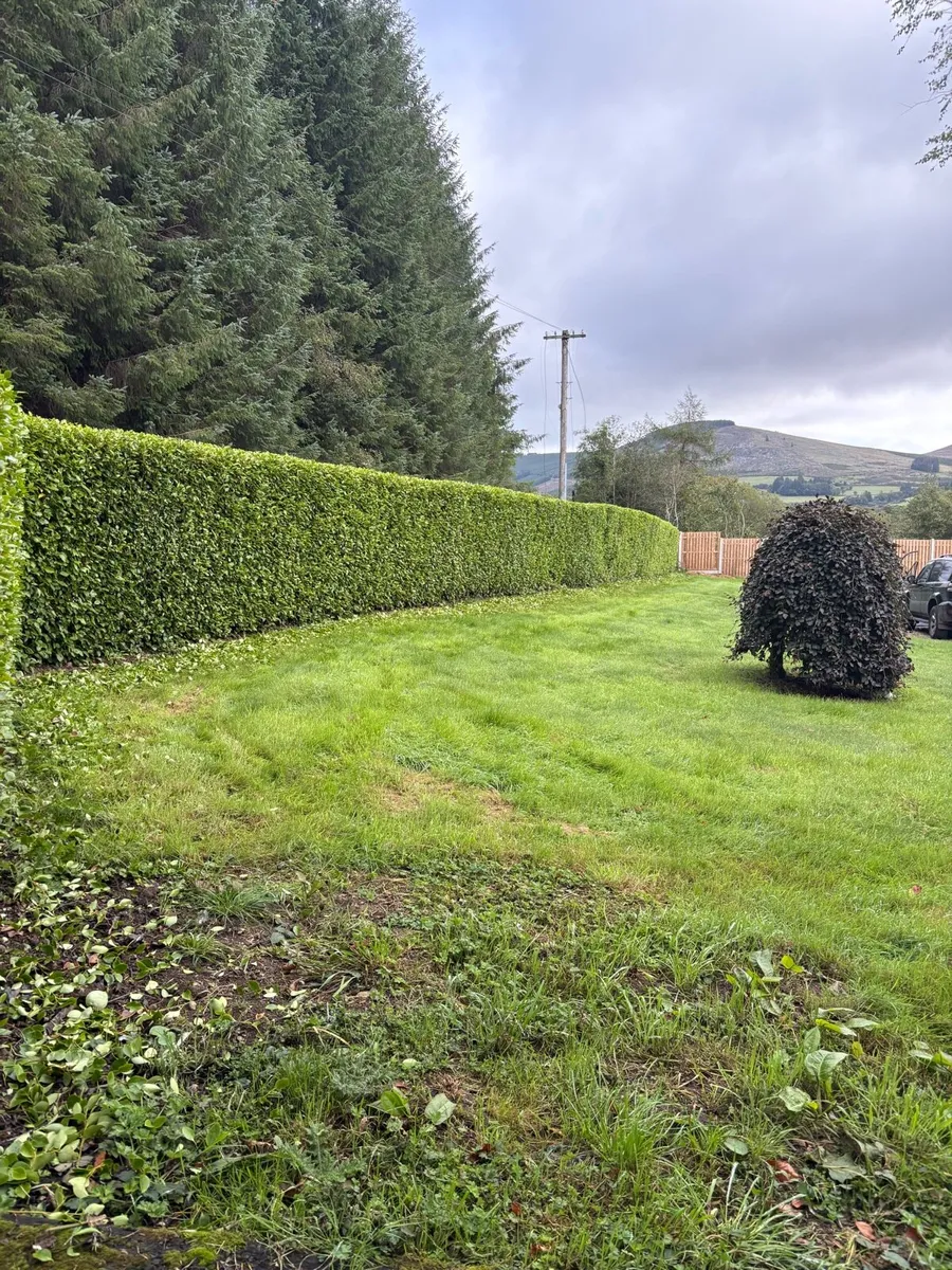 Hedge cutting services - Image 1