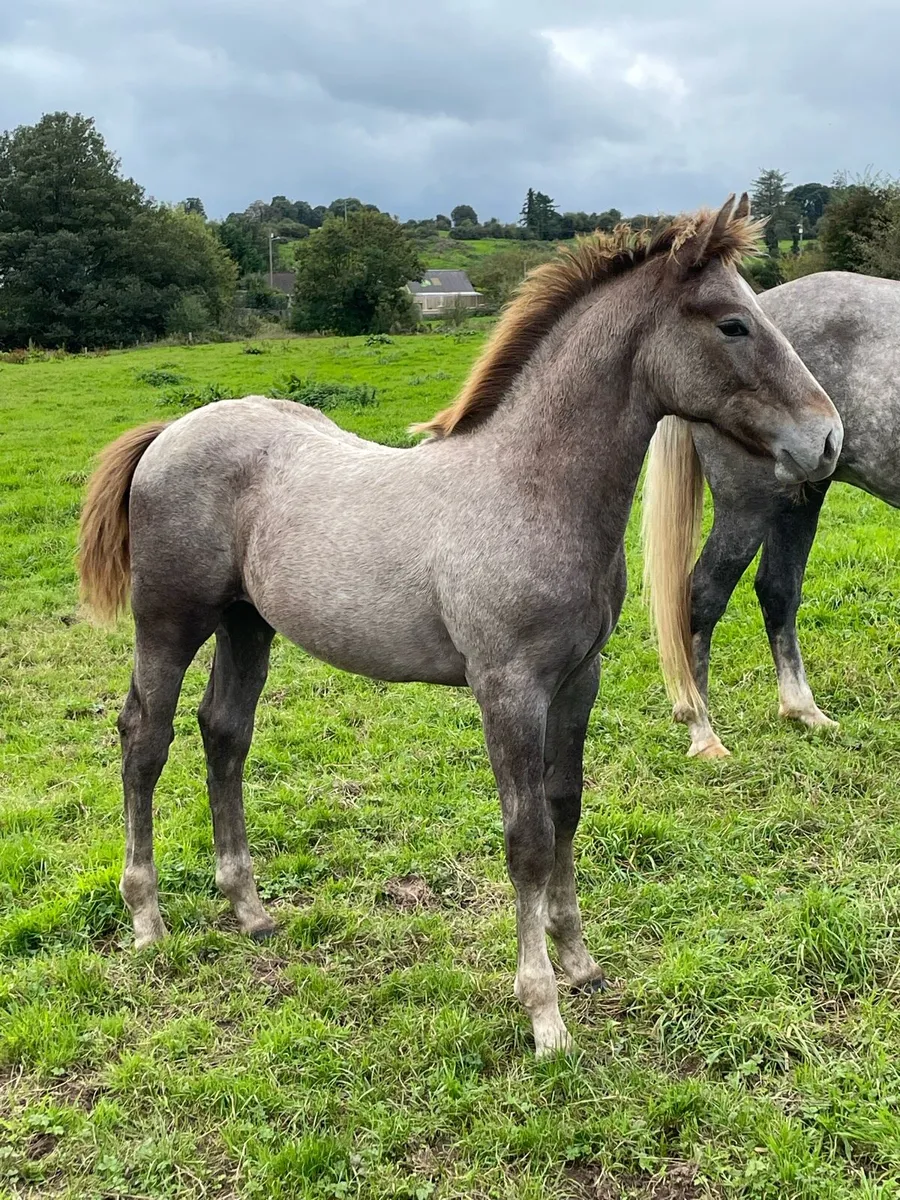 Irish Draught Colt Foal - Image 3