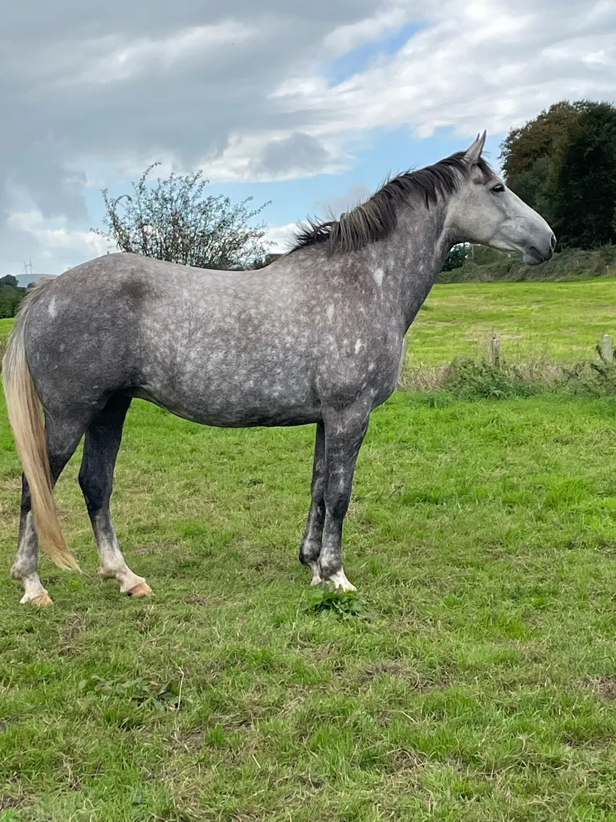 Irish Draught Colt Foal - Image 4