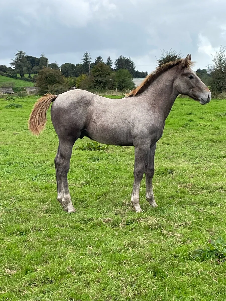 Irish Draught Colt Foal - Image 1