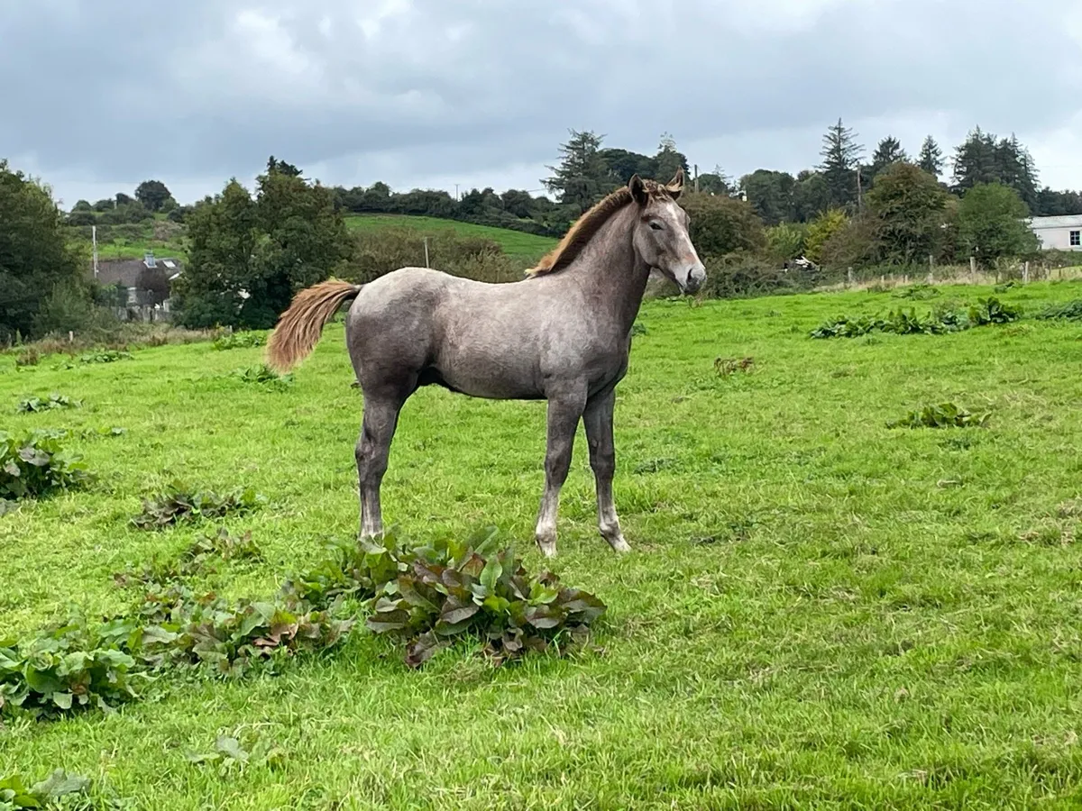 Irish Draught Colt Foal - Image 2