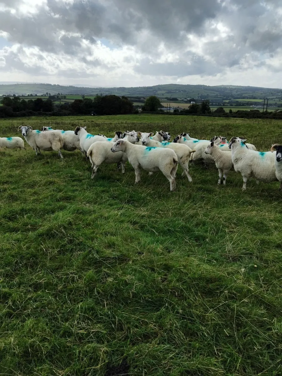 Breeding sheep - Image 2