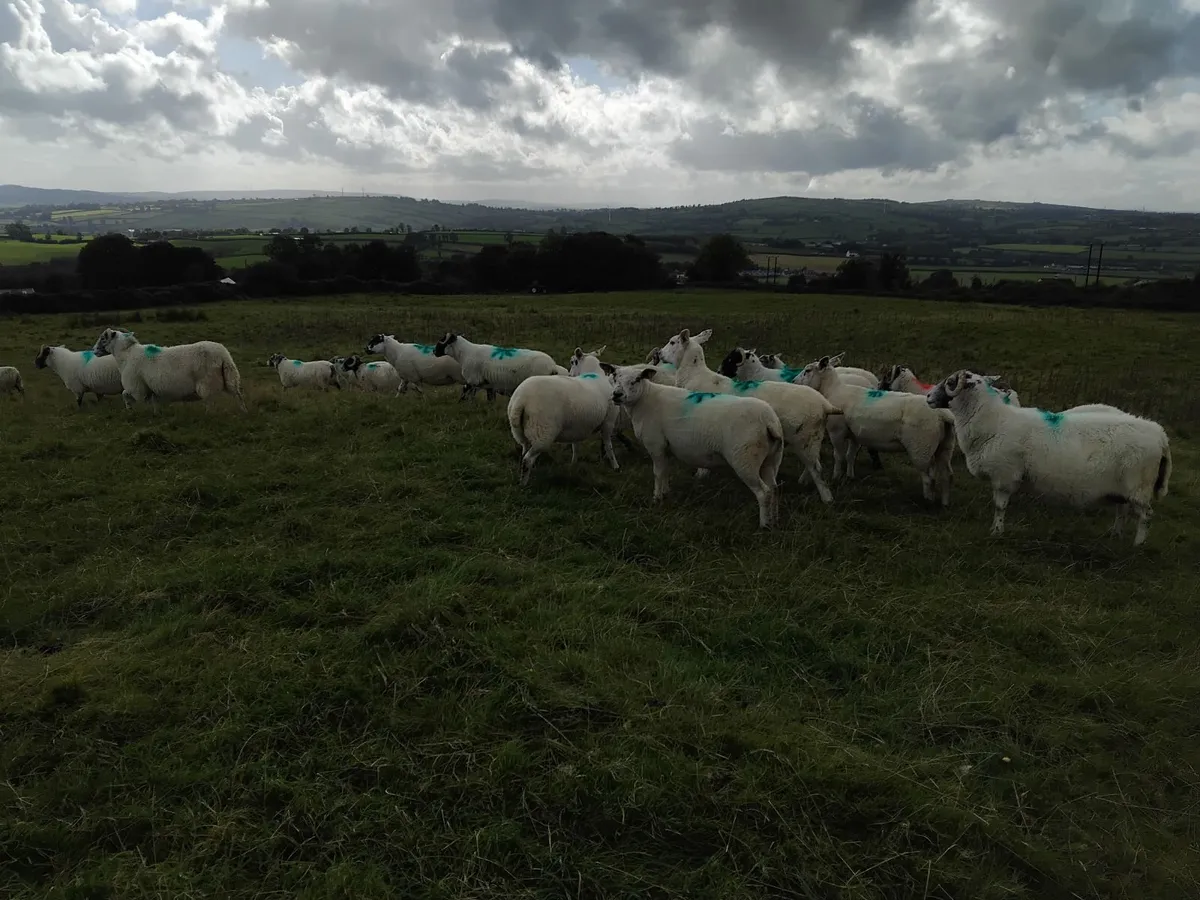 Breeding sheep - Image 3