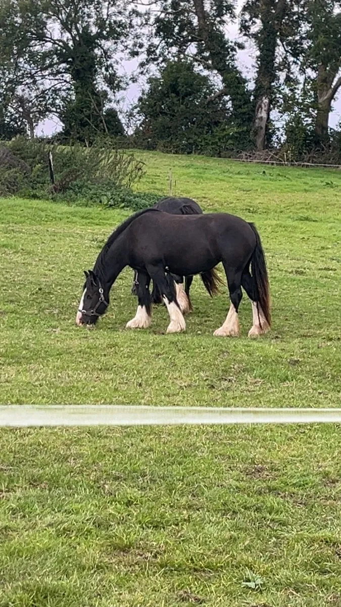 Cob fillies - Image 1