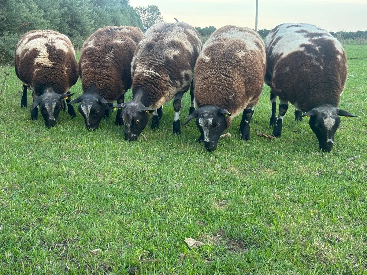 Pedigree Dutch Spotted Ram Lambs - Image 1