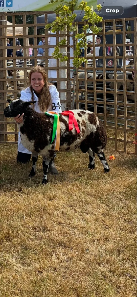Pedigree Dutch Spotted Ram Lambs - Image 3