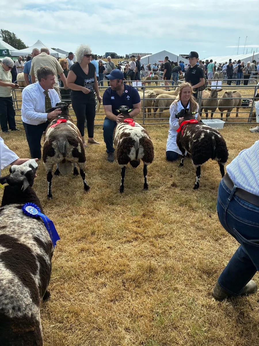 Pedigree Dutch Spotted Ram Lambs - Image 4