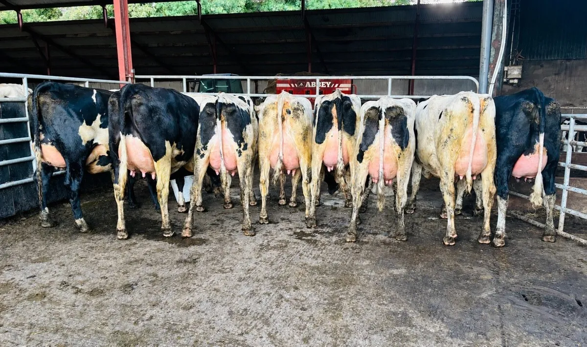 🐄Omagh Mart 28th Sept - Special Entry🐄 - Image 2