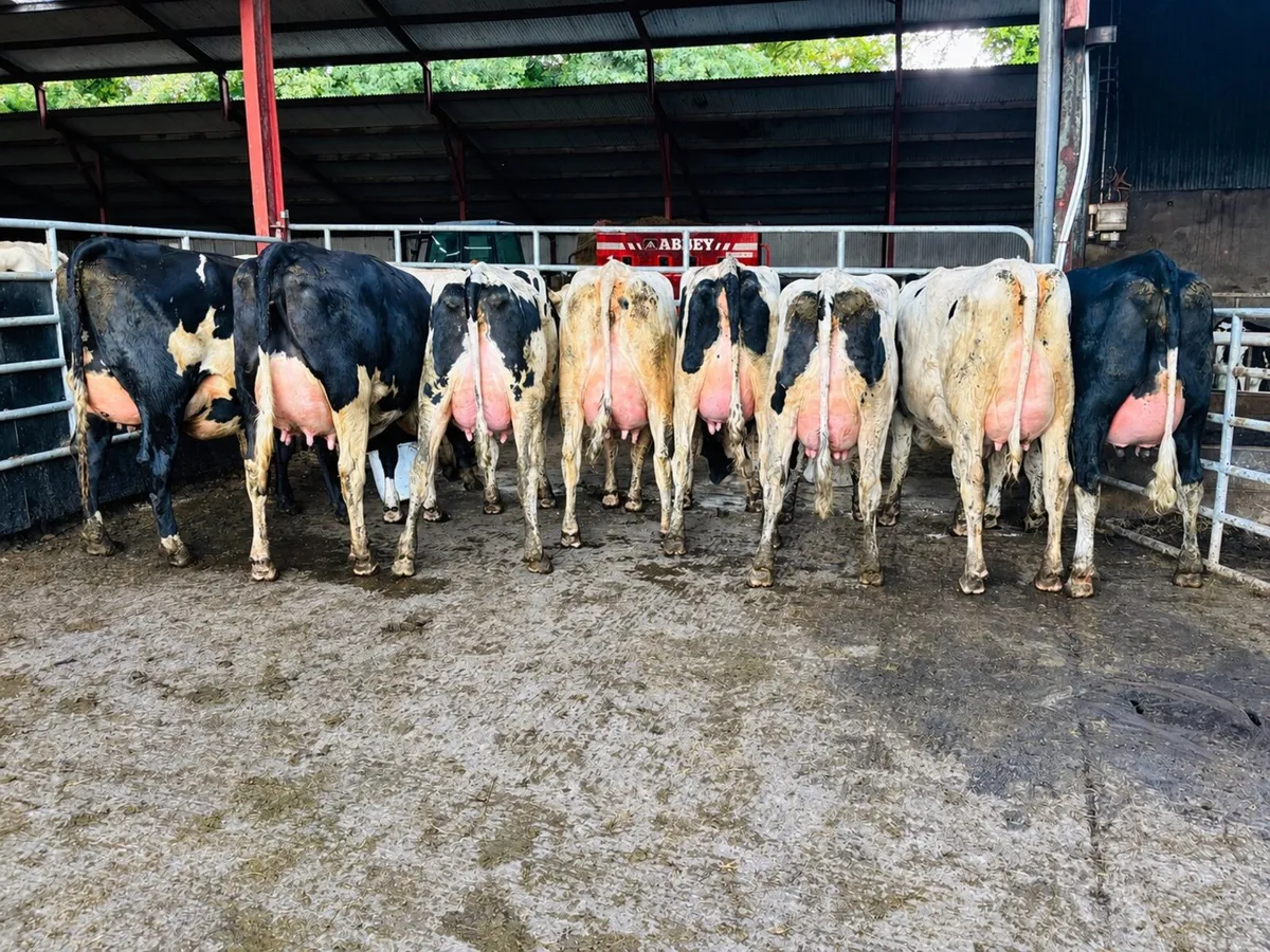 🐄Omagh Mart 28th Sept - Special Entry🐄 - Image 1