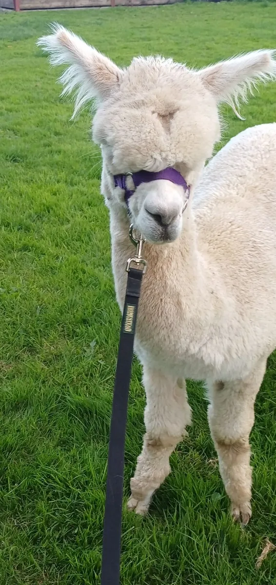 Male alpaca (14 months) - Image 2