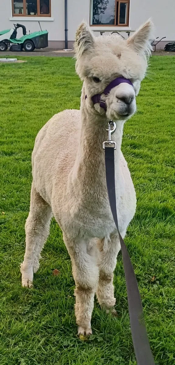 Male alpaca (14 months) - Image 3
